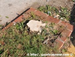 Anamur'da Do�a D��manlar� ��ba��nda