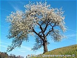 Nevruz Bayram Nedir?