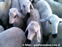 KRED� KARTIYLA KURBAN KES�LEB�L�R M�?