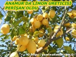 Limon reticisi perian oldu